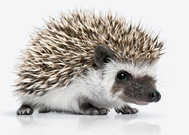 Igel
